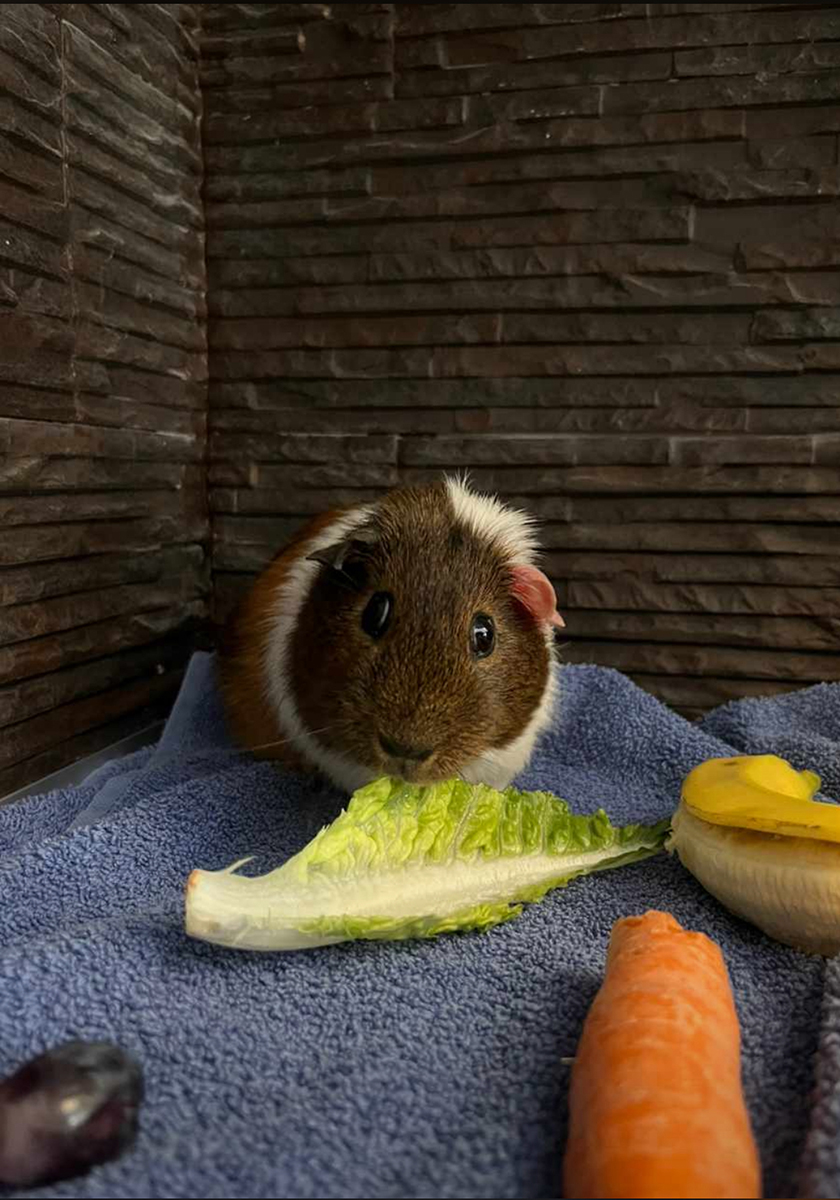 Meerschweinchen Futter