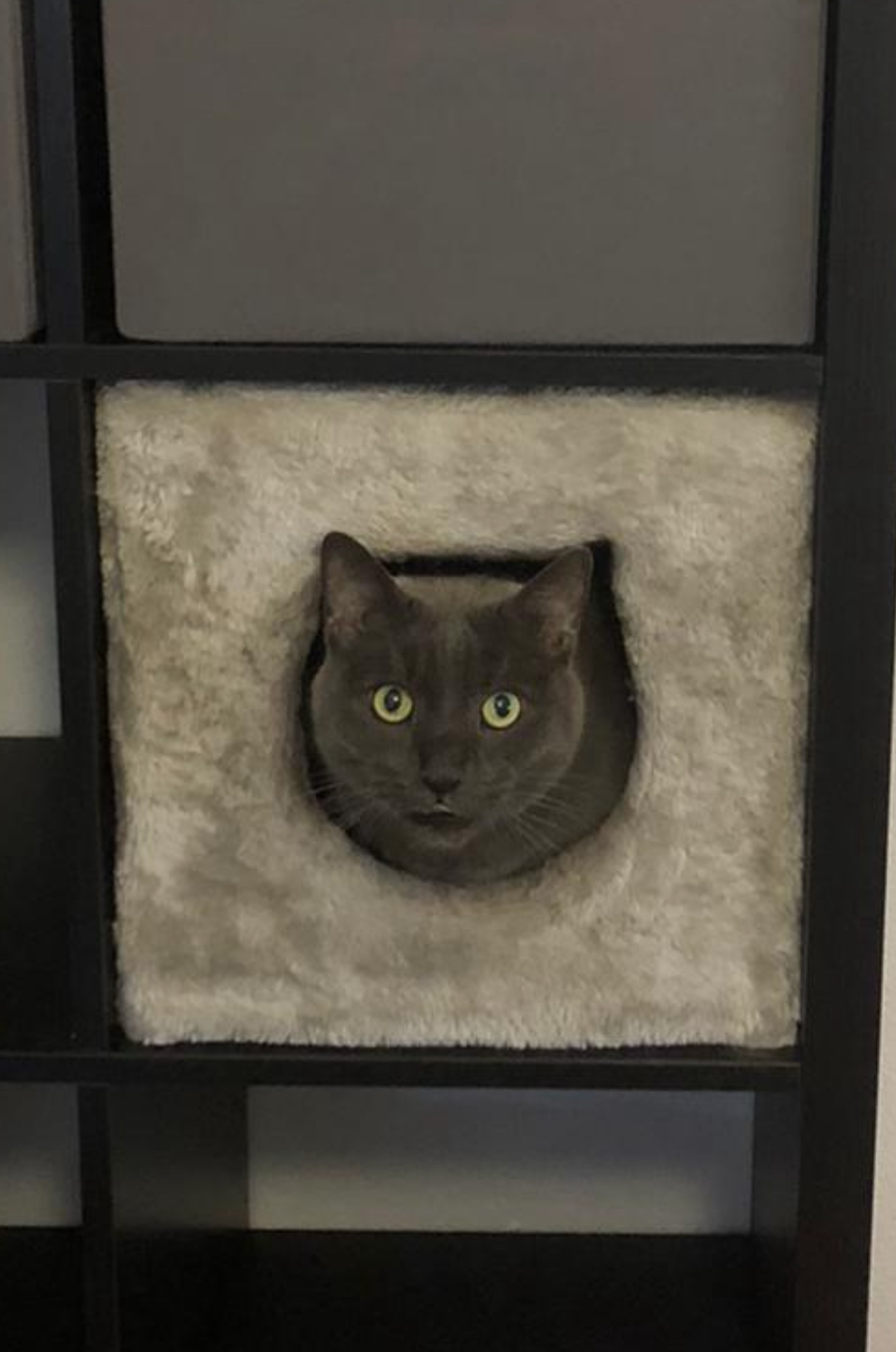 Russisch Blau in Kratzbaum