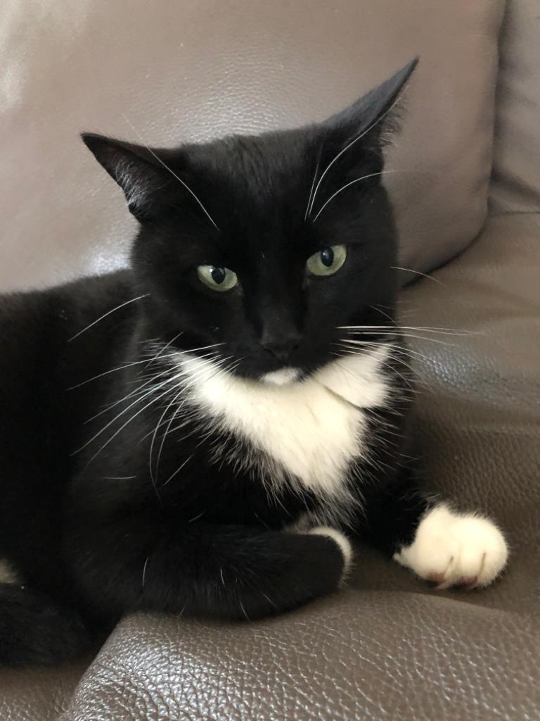 Tuxedo Katze