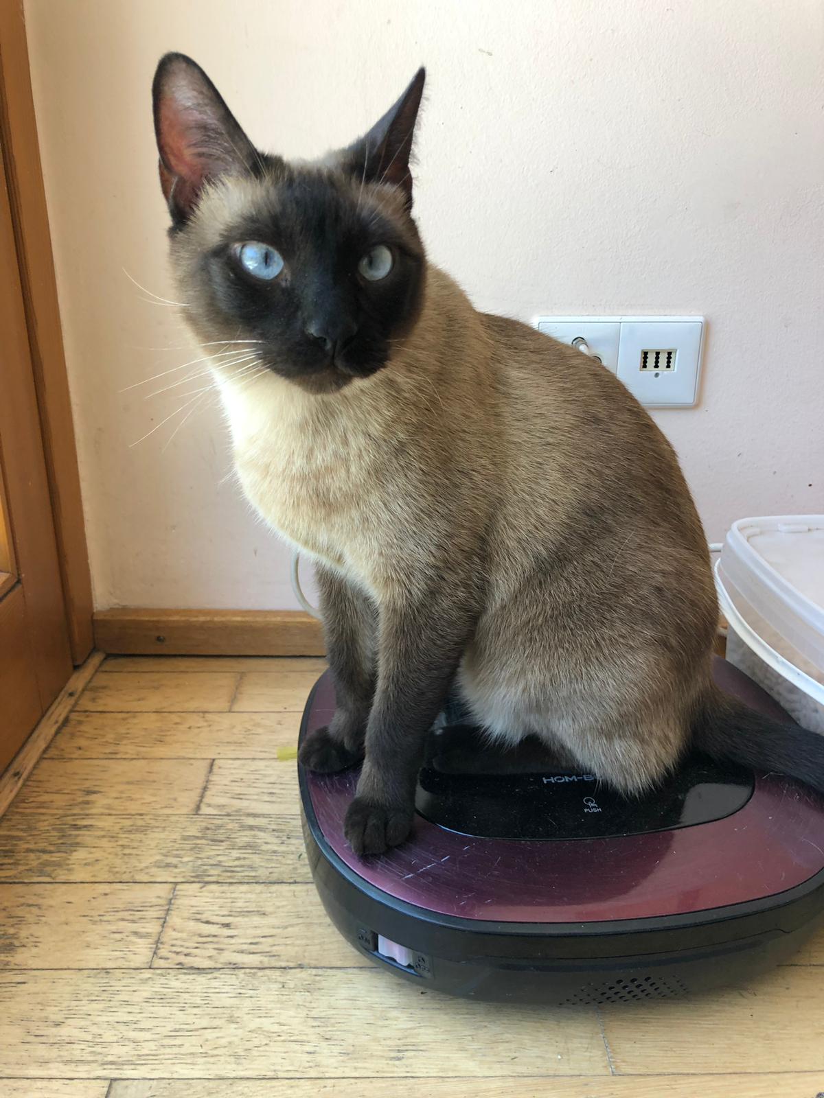 Katze aus Saugroboter