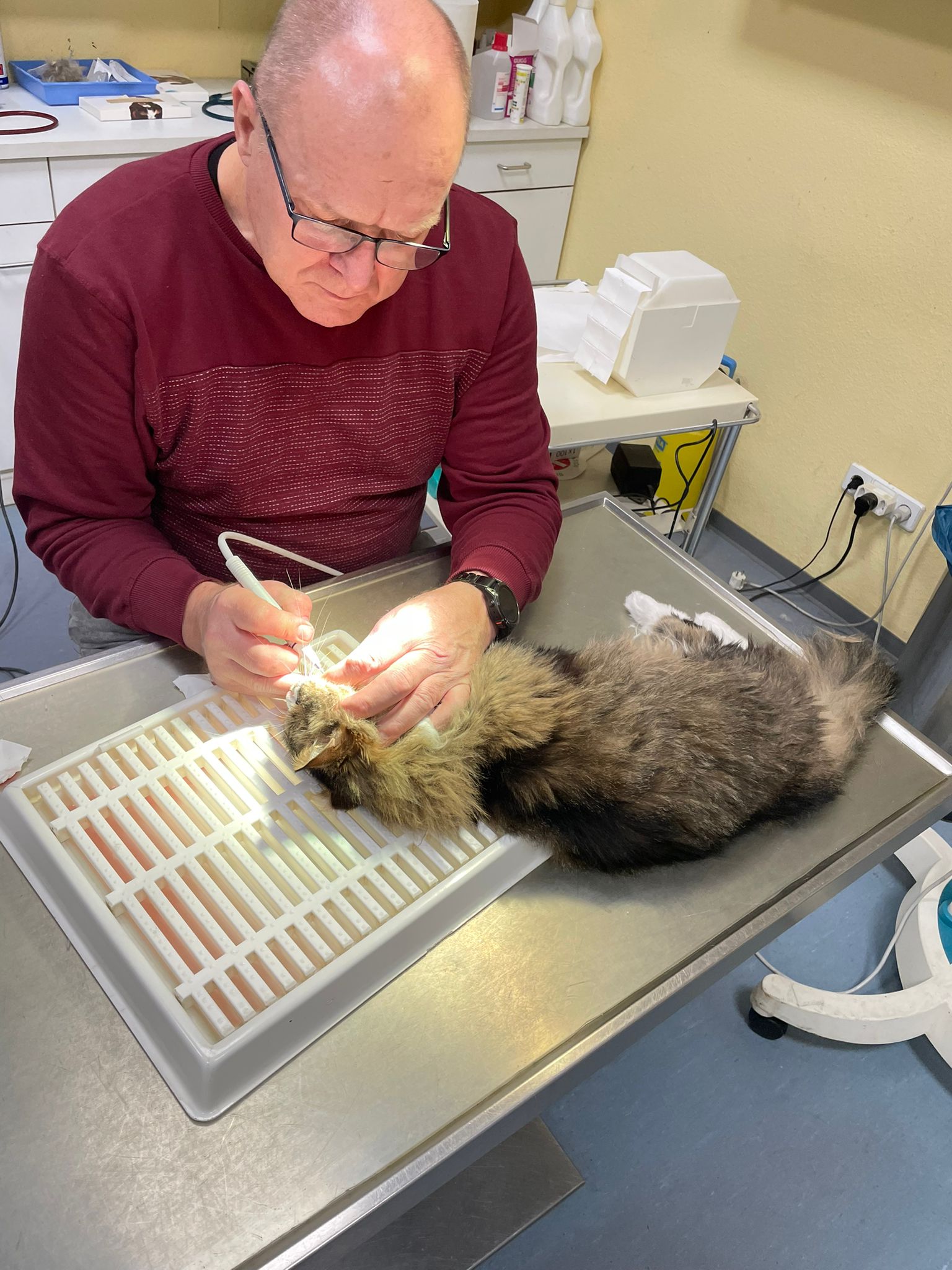 Behandlung Katze Tierarzt