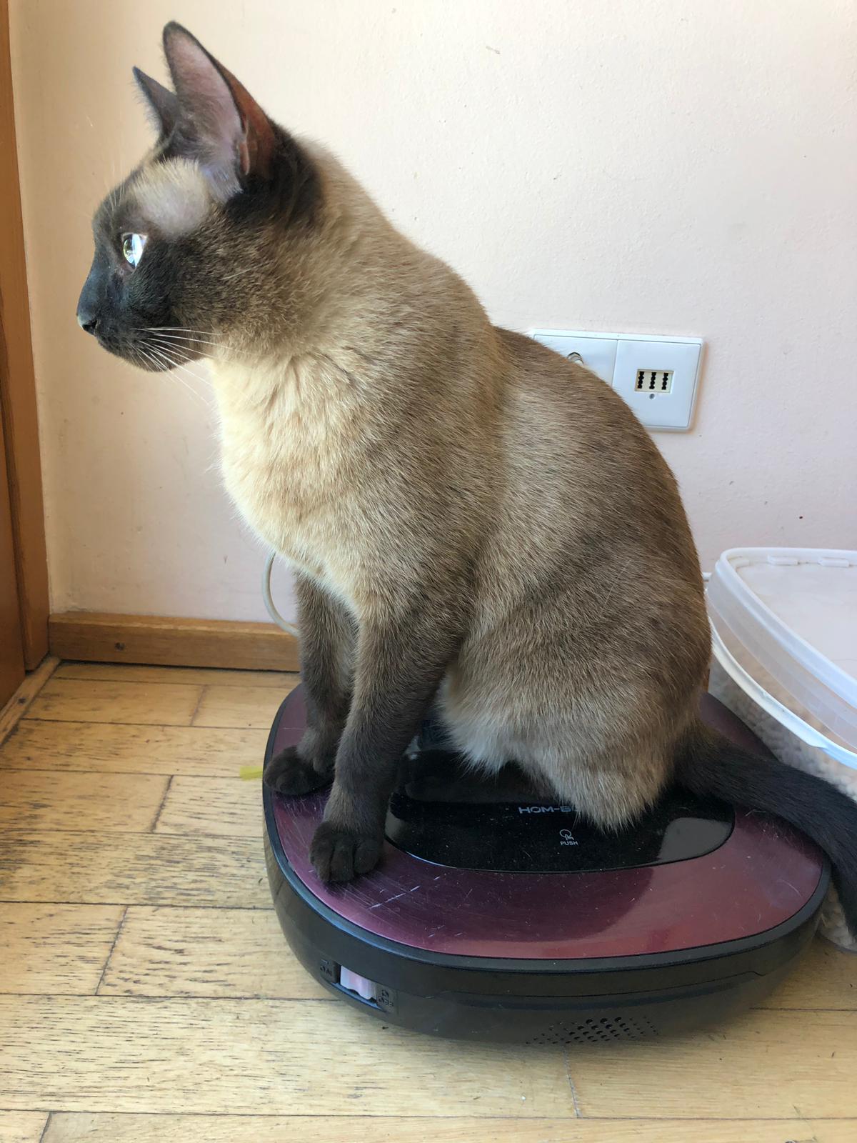 Katze aus Saugroboter