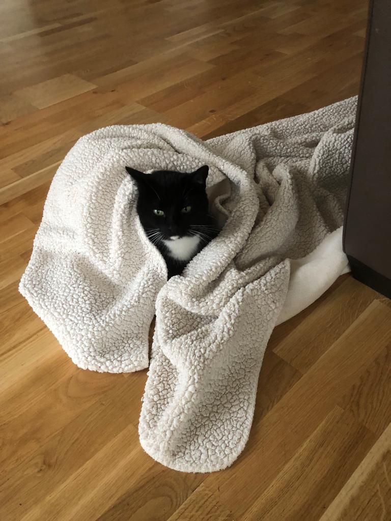 Katze in Kuscheldecke