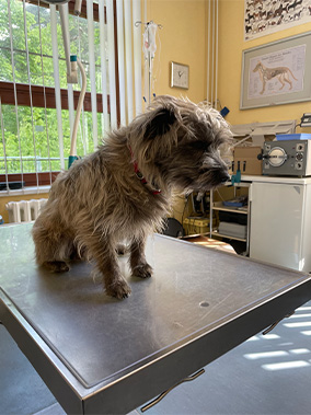 Hund auf Behandlungstisch Tierarzt