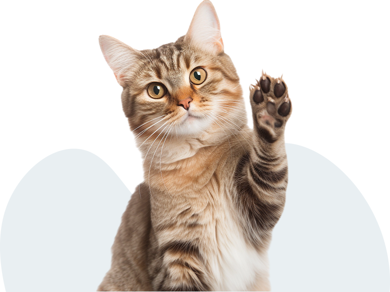 Katze Pfote